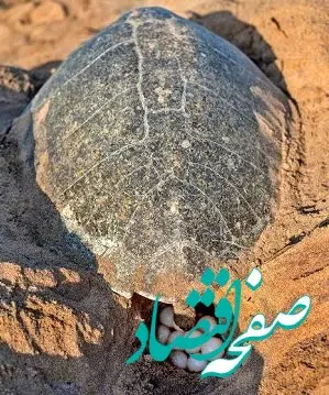 مسئولیت‌های اجتماعی «مبین انرژی خلیج فارس» به بار نشست / ثبت دومین تخم‌گذاری لاک‌پشت زیتونی در نایبند پس از ۱۲ سال 