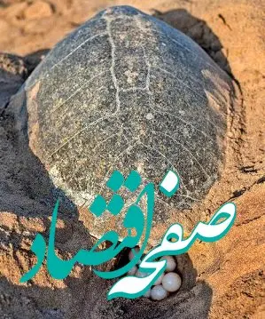 مسئولیت‌های اجتماعی «مبین انرژی خلیج فارس» به بار نشست / ثبت دومین تخم‌گذاری لاک‌پشت زیتونی در نایبند پس از ۱۲ سال 