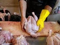 نوسانات قیمت مرغ روی واردات جوجه و مرغ گرم تاثیر معکوس گذاشت!