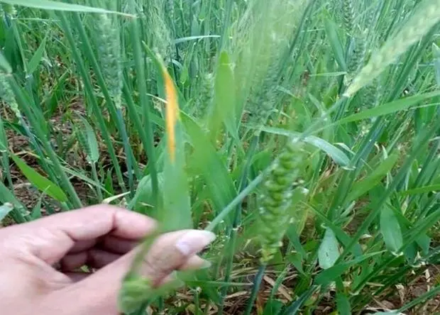 هشدار فوری درباره تداوم بیماری های گندم در نیمه شمالی کشور به صدا درآمد