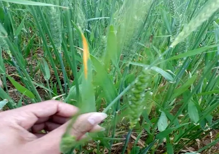 هشدار فوری درباره تداوم بیماری های گندم در نیمه شمالی کشور به صدا درآمد