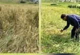 بررسی اولیه از خسارت تگرگ در طاق‌طاوی چوار: نابودی ۸۰ درصد مزارع و هشدار برای امنیت معیشتی کشاورزان