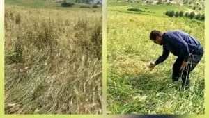 بررسی اولیه از خسارت تگرگ در طاق‌طاوی چوار: نابودی ۸۰ درصد مزارع و هشدار برای امنیت معیشتی کشاورزان