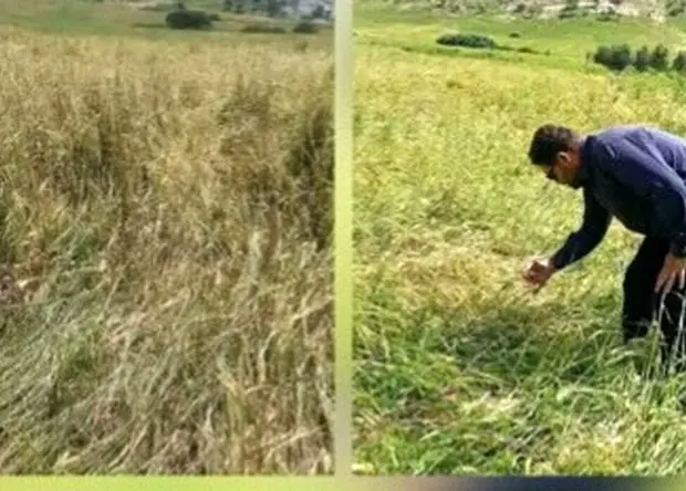 بررسی اولیه از خسارت تگرگ در طاق‌طاوی چوار: نابودی ۸۰ درصد مزارع و هشدار برای امنیت معیشتی کشاورزان