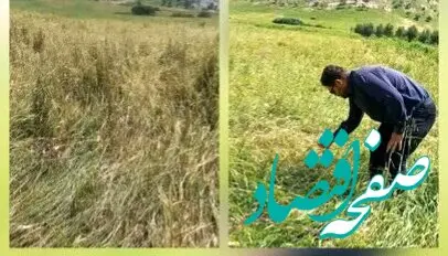 بررسی اولیه از خسارت تگرگ در طاق‌طاوی چوار: نابودی ۸۰ درصد مزارع و هشدار برای امنیت معیشتی کشاورزان