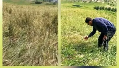 بررسی اولیه از خسارت تگرگ در طاق‌طاوی چوار: نابودی ۸۰ درصد مزارع و هشدار برای امنیت معیشتی کشاورزان