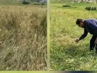 بررسی اولیه از خسارت تگرگ در طاق‌طاوی چوار: نابودی ۸۰ درصد مزارع و هشدار برای امنیت معیشتی کشاورزان