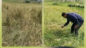 بررسی اولیه از خسارت تگرگ در طاق‌طاوی چوار: نابودی ۸۰ درصد مزارع و هشدار برای امنیت معیشتی کشاورزان
