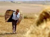 رمزگشایی نماینده مجلس از قیمت گندم | گندم ۱۱ هزار تومان خریداری شد نه ۱۵ هزار تومان