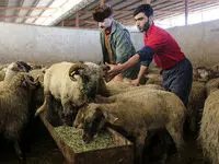 قیمت جدید دام زنده امروز دوشنبه ۳۱ اردیبهشت ۱۴۰۳
