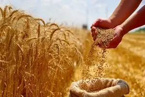 تصمیم راهبردی دولت در میانه چالش‌های تورمی برای حمایت از امنیت غذایی | براساس لایحه بودجه ۱۴۰۵، قیمت و خرید تضمینی گندم تثبیت خواهد شد
