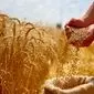 تصمیم راهبردی دولت در میانه چالش‌های تورمی برای حمایت از امنیت غذایی | براساس لایحه بودجه ۱۴۰۵، قیمت و خرید تضمینی گندم تثبیت خواهد شد