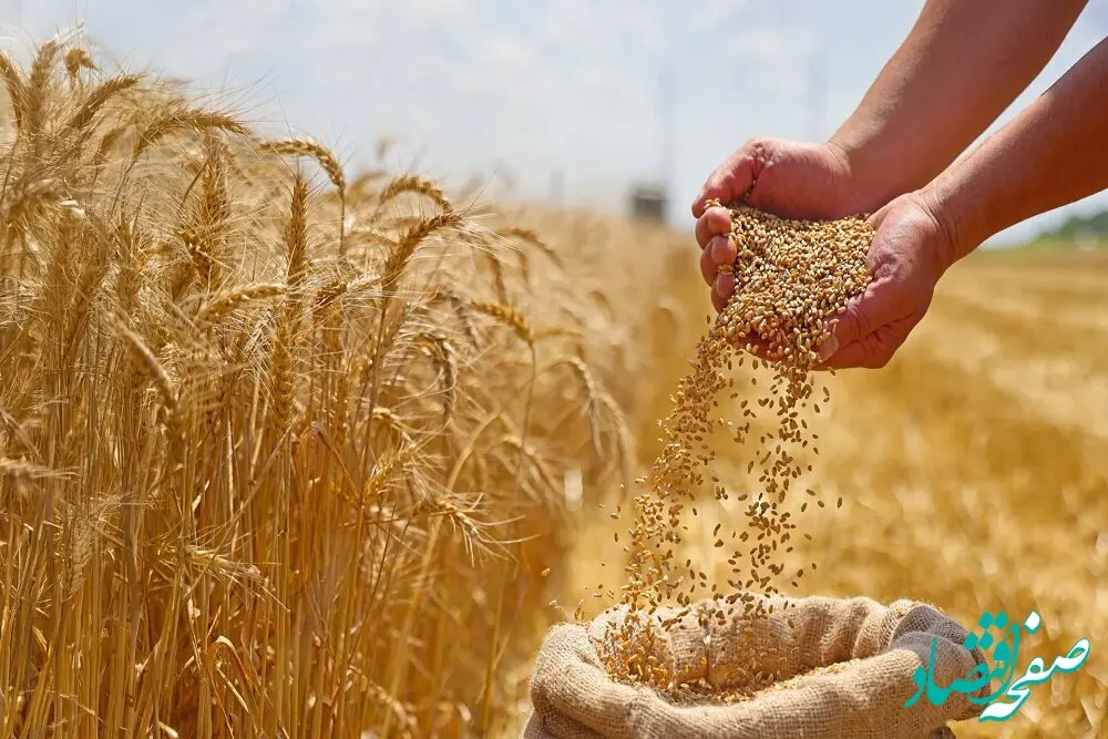 تصمیم راهبردی دولت در میانه چالش‌های تورمی برای حمایت از امنیت غذایی | براساس لایحه بودجه ۱۴۰۵، قیمت و خرید تضمینی گندم تثبیت خواهد شد