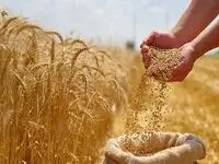 تصمیم راهبردی دولت در میانه چالش‌های تورمی برای حمایت از امنیت غذایی | براساس لایحه بودجه ۱۴۰۵، قیمت و خرید تضمینی گندم تثبیت خواهد شد