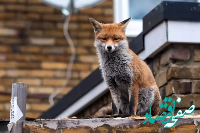 دلیل حضور روباه ها در تهران رسما اعلام شد