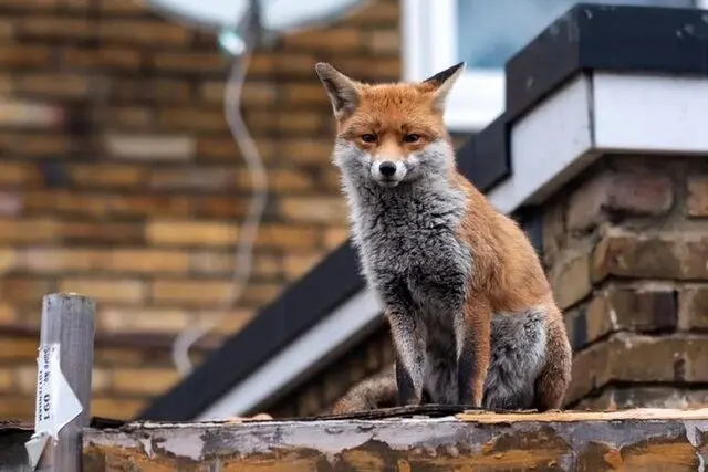 دلیل حضور روباه ها در تهران رسما اعلام شد