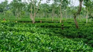 نرخ خرید تضمینی برگ سبز چای ۱۴۰۴