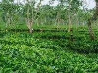 نرخ خرید تضمینی برگ سبز چای ۱۴۰۴