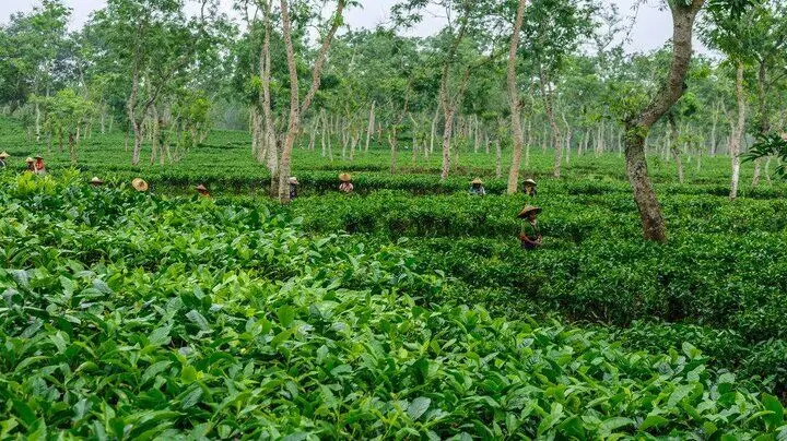 نرخ خرید تضمینی برگ سبز چای ۱۴۰۴