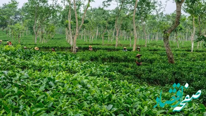 نرخ خرید تضمینی برگ سبز چای ۱۴۰۴