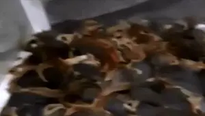کشف تعداد ۲۱۰ توله سنجاب ایرانی در ایست و بازرسی پلیس کردستان + ویدئو