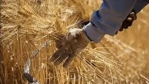 قیمت گندم صنف و صنعت در سال ۱۴۰۵ اعلام شد