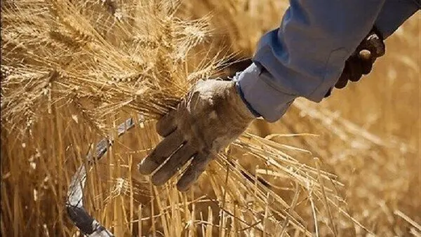 قیمت گندم صنف و صنعت در سال ۱۴۰۵ اعلام شد