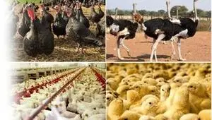 عرضه بیش از ۲۰۷ هزار تن گوشت طیور در تیرماه