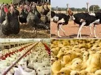 عرضه بیش از ۲۰۷ هزار تن گوشت طیور در تیرماه