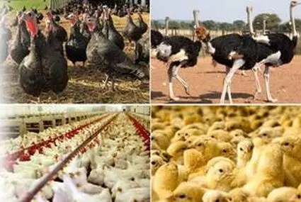 عرضه بیش از ۲۰۷ هزار تن گوشت طیور در تیرماه