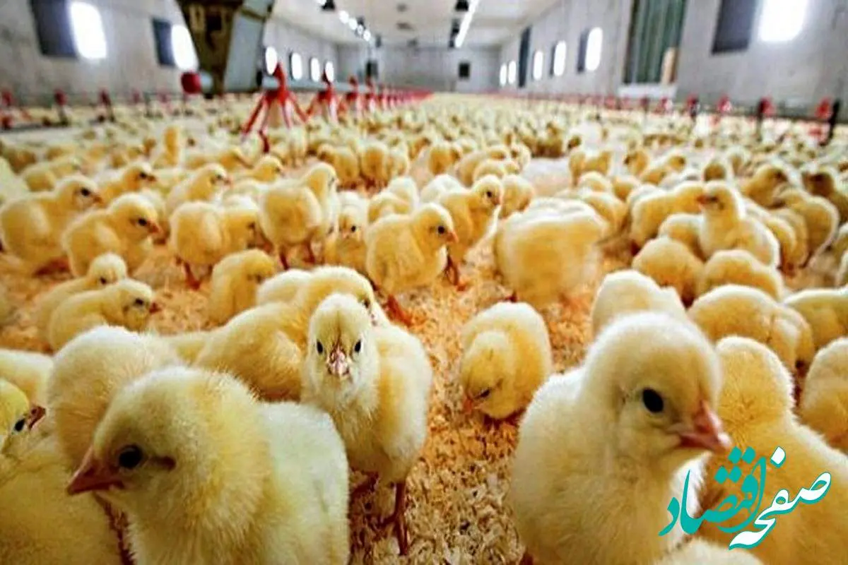 تمهیدات جدید دولت برای افزایش جوجه‌ریزی و رشد تولید مرغ