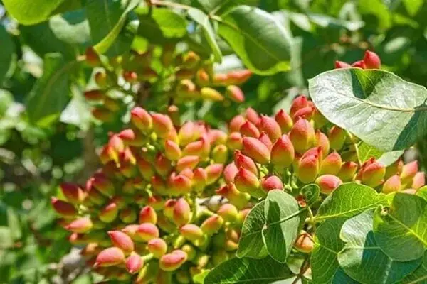 آغاز برداشت پسته از باغ های قزوین 