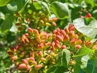 آغاز برداشت پسته از باغ های قزوین 