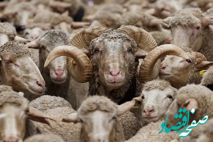 یک خبر فوری درباره فروش دام زنده/ فروش گوسفند با کارت ملی حقیقت دارد؟