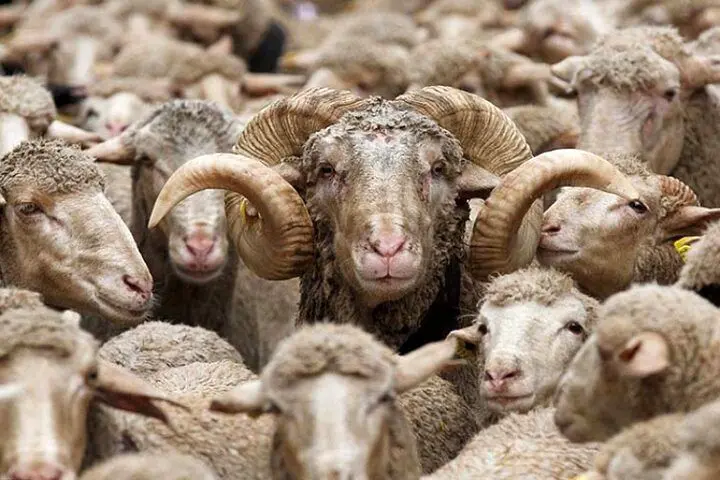 یک خبر فوری درباره فروش دام زنده/ فروش گوسفند با کارت ملی حقیقت دارد؟