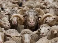 یک خبر فوری درباره فروش دام زنده/ فروش گوسفند با کارت ملی حقیقت دارد؟