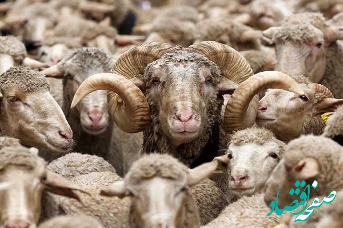یک خبر فوری درباره فروش دام زنده/ فروش گوسفند با کارت ملی حقیقت دارد؟