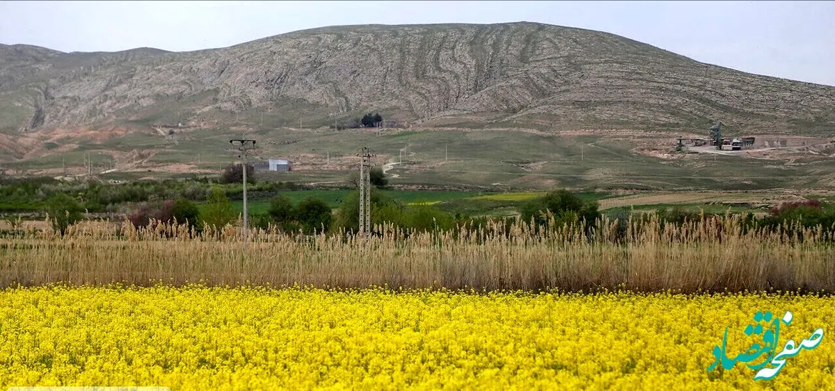 آیا اکنون شرایط کشت کلزا در گلستان فراهم است؟ 