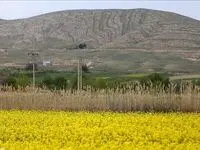 آیا اکنون شرایط کشت کلزا در گلستان فراهم است؟ 