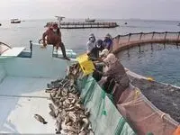 سهم 17 هزار میلیاردی تسهیلات بانک کشاورزی در تامین پروتئین دریایی سبد غذایی خانوارها