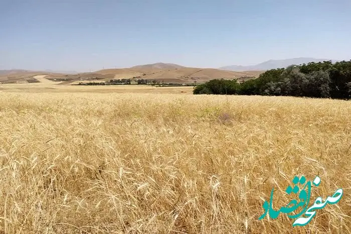 قیمت خرید گندم جوانه زده چقدر است؟ 
