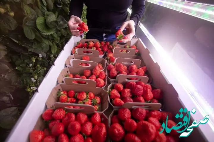 رونق کشاورزی هوشمند در این استان؛ تولید ۱,۵۰۰ تن توت فرنگی گلخانه‌ای با فناوری آبیاری مدرن