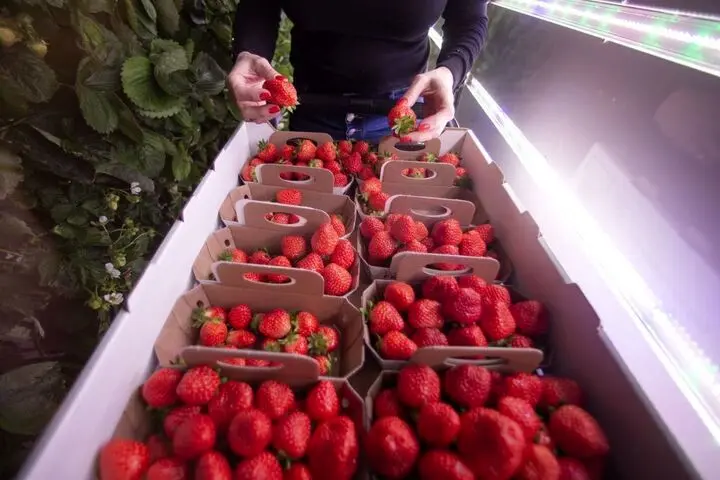 رونق کشاورزی هوشمند در این استان؛ تولید ۱,۵۰۰ تن توت فرنگی گلخانه‌ای با فناوری آبیاری مدرن