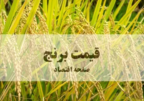 قیمت برنج هاشمی پنجشنبه ۱۶ مهر؛ چرا برنج ایرانی گران شد؟