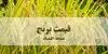 قیمت برنج پاکستانی امروز چهارشنبه ۸ مهر ۱۴۰۵