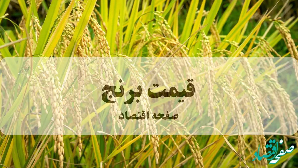 قیمت انواع برنج پاکستانی امروز پنجشنبه ۹ بهمن ۱۴۰۴