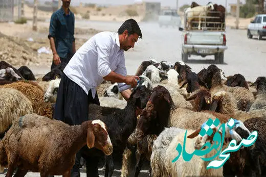 قیمت جدید دام زنده امروز ۲۹ اردیلهشت ۱۴۰۳ / جزییات تغییر قیمت