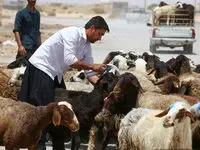 قیمت جدید دام زنده امروز ۲۹ اردیلهشت ۱۴۰۳ / جزییات تغییر قیمت