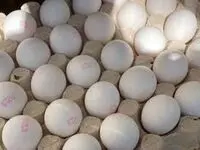 قیمت تخم مرغ بسته ی ۲۰ عددی چند؟ + قیمت تخم مرغ امروز 