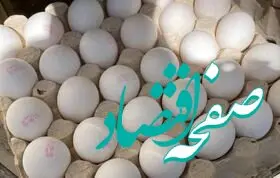 قیمت تخم مرغ بسته ی ۲۰ عددی چند؟ + قیمت تخم مرغ امروز 